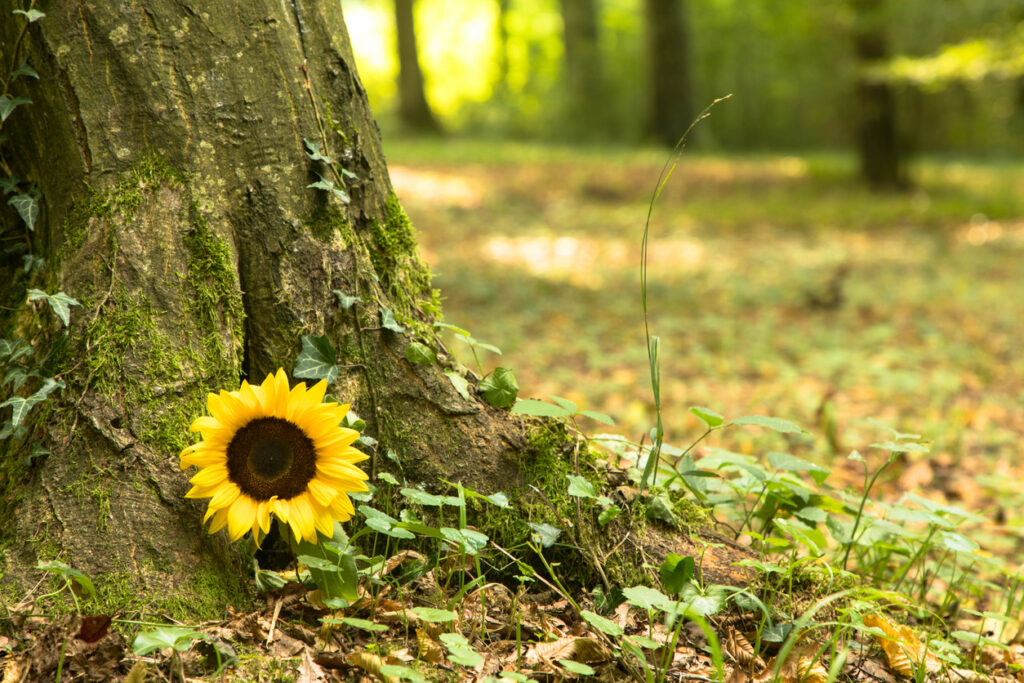 close up of tree and woodlands